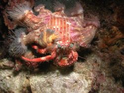 Hermit Crab, Alona Beach, Philippines. Taken using Nikon ... by Oliver Bonten 